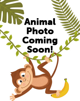 Animal Photo Coming Soon