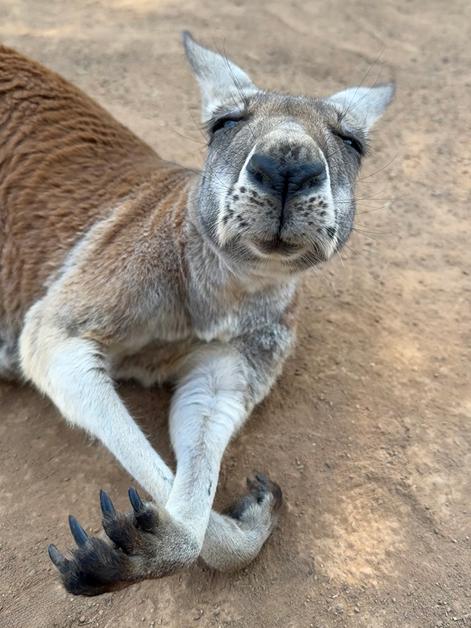 Clover the Kangaroo